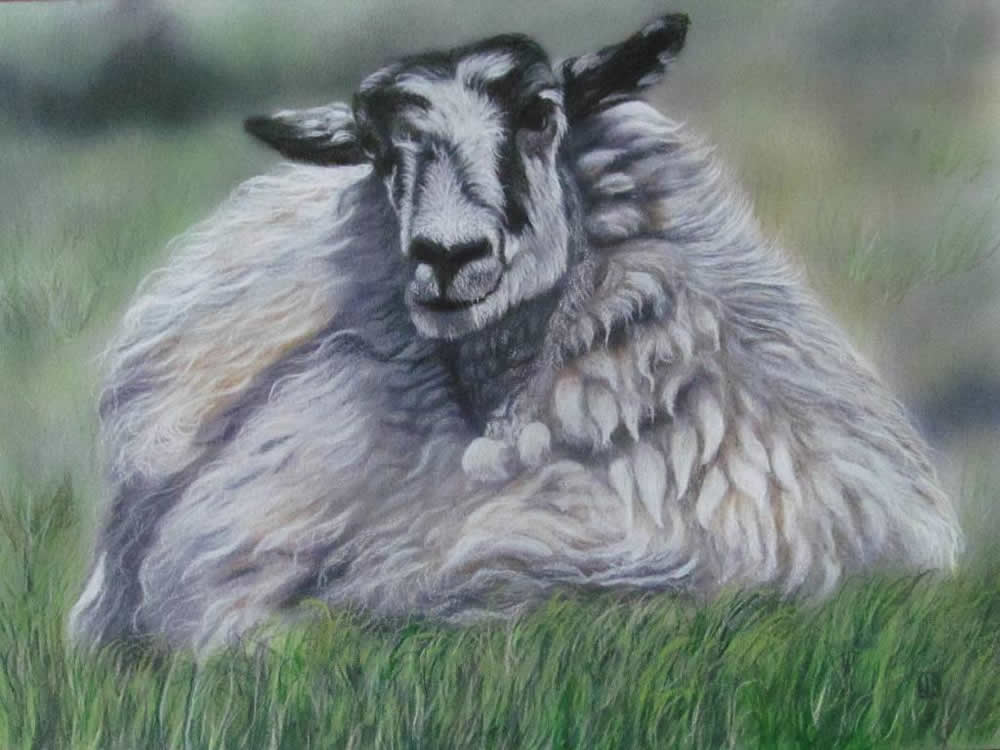 A Ridgeway Sheep